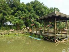 景点-大湾区中央湿地公园