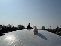 -荷兰花海