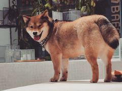 -柴务处·柴犬主题狗咖