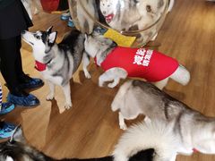 -Husky Go! 哈士奇体验馆·宠物咖啡厅狗咖