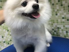 -瑞鹏宠物医院·微创内窥镜·骨外科·牙科(翠竹分院)