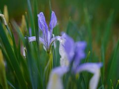 -亿利库布其七星湖沙漠生态旅游区