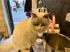 -萌喵咖啡屋(人民东路4号口M16商铺店)