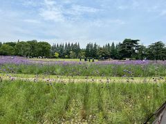 -上海滨江森林公园