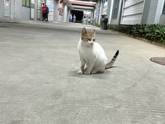 -奥林匹克体育中心游泳馆