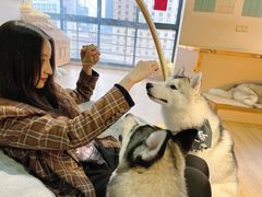 -Husky Go! 哈士奇体验馆·宠物咖啡厅狗咖