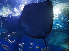 -海合安武汉极地海洋公园