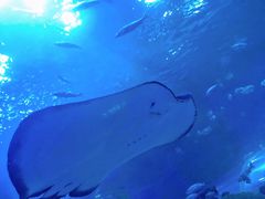 -芜湖新华联大白鲸海洋公园