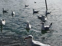 -泸沽湖里格半岛