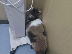 -佳怡动物医院·平价24小时·猫专科骨外科