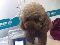 -美联众合动物医院·24h京西诊疗中心