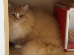 -瑞派康怡24h宠物医院·犬猫医疗中心·微创绝育(瑞景分院)
