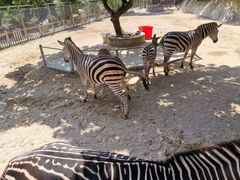 -泉州海丝野生动物世界