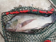 罗非鱼-特种渔场