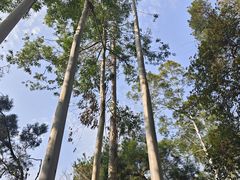 -三门江国家森林公园