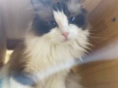 -滚猫咖啡·猫咖·猫友好撸猫(未来城店)