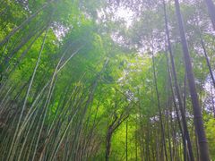 -炎陵县神农谷国家森林公园