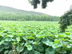 -云龙湖旅游景区