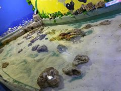 -重庆欢乐海底世界