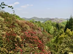 -贵州百里杜鹃风景名胜区