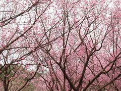 -国家植物园