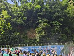 -西双版纳原始森林公园