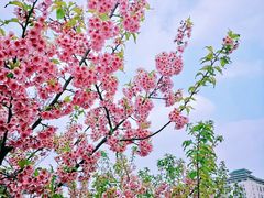 -武汉大学-樱园