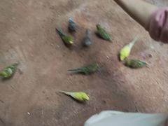 -正佳雨林生态植物园