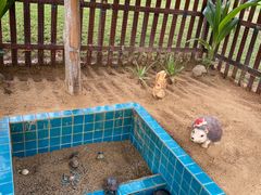 -三亚海棠湾万丽度假酒店