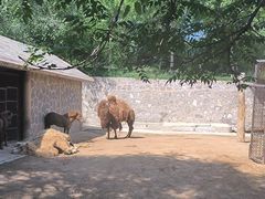 -石家庄市动物园