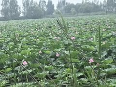 -白洋淀景区