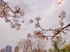 -西北湖绿化广场