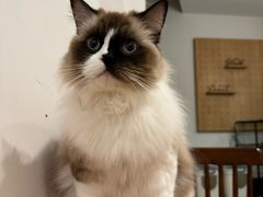 -有猫主题·治愈系猫咖(曾厝垵店)