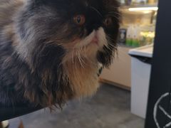 -瞄一喵猫咖(格力海岸店)