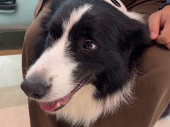 -帕帕拉兹宠物(亚洲旗舰店)