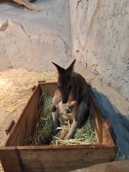 -Zoolung Zoolung动物主题公园(海信广场店)