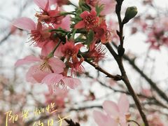 -天适樱花悠乐园