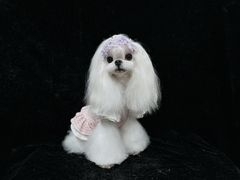 -鑫艺宠物美容培训学校