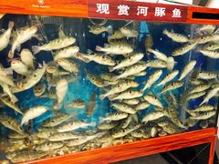 -肆月河豚·新淮扬(金融街店)