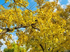 -上海共青森林公园