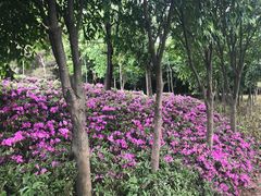 -铁山坪森林公园