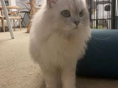 -泰国佛·塔罗·泰牌狐仙古曼