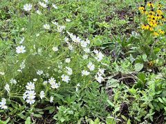 -济南国际园博园