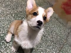 -A猫a狗全科·犬猫异宠·芥西宠物医院(南开总院)
