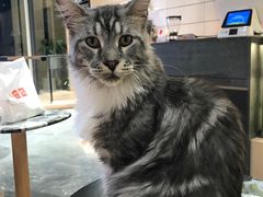 -瞄一喵猫咖(格力海岸店)