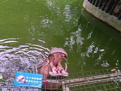 -深圳野生动物园
