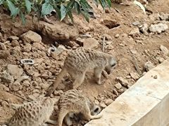 -石家庄市动物园