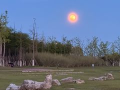 -春花秋色城市公园