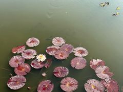 -南普陀寺