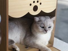 -瞄一喵猫咖(格力海岸店)